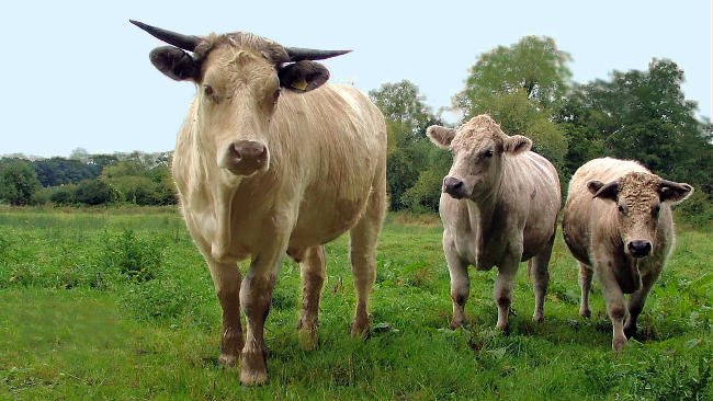 Vacas en la carretera