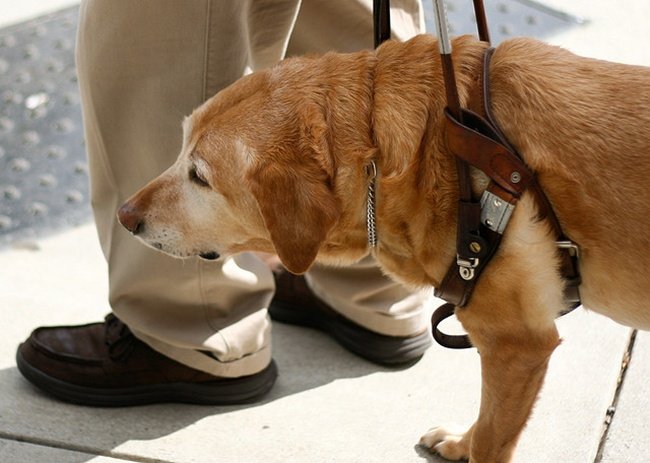 perro lazarillo