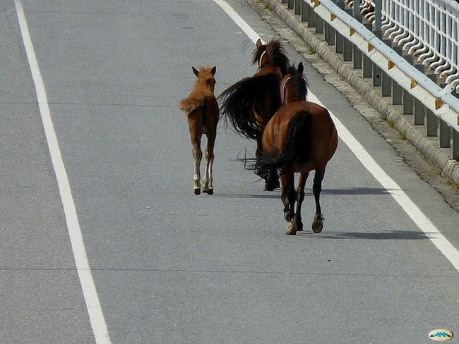 Caballo, yegua y potro por juantiagues