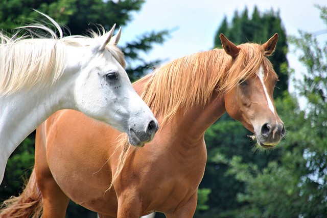 A día de hoy, muchas veces la potencia aún se mide según el número de caballos necesarios para proporcionar la misma potencia