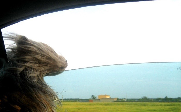 Transporte de mascotas en el coche