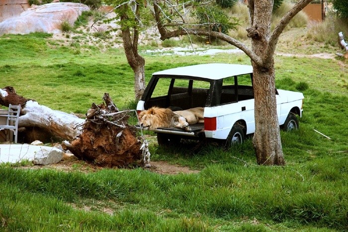 León durmiendo