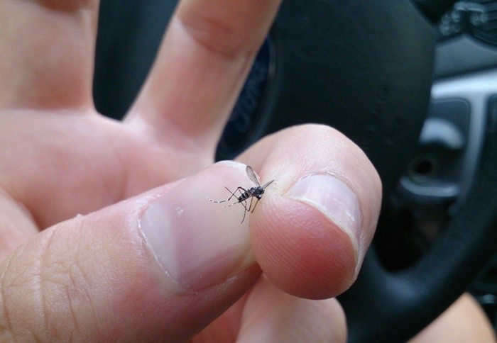 Mosquito Tigre