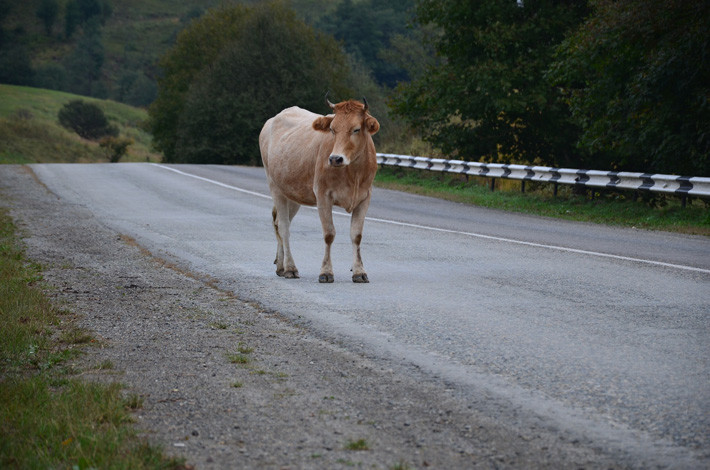 esquivar un obstáculo vaca