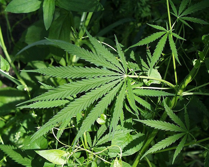 A Cannabis na sinistralidade rodoviária