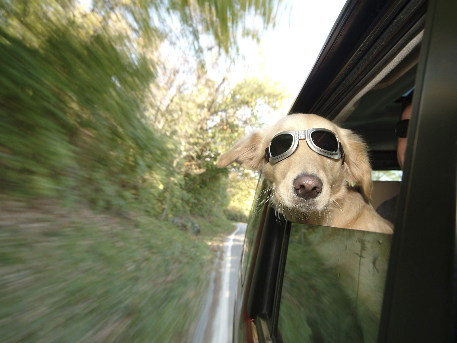 Cães em carros - CS