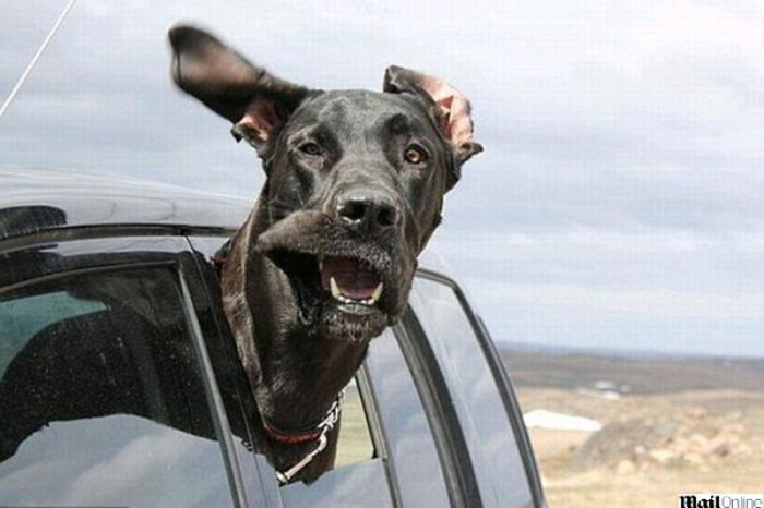 Vai viajar? Saiba como transportar o seu animal de estimação sem que ambos corram perigo.
