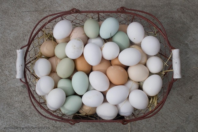 Consumidor huevos - 1