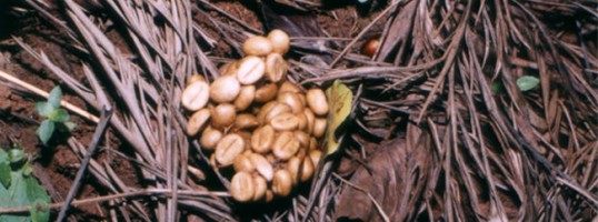 café indonesio Kopi Luwak