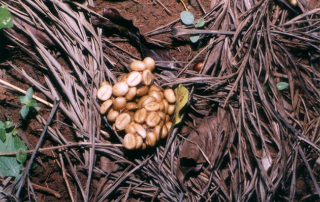 cafe-kopi-luwak café indonesio Kopi Luwak
