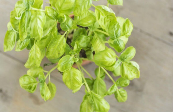 Planta de albahaca