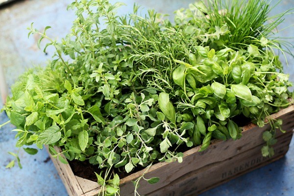 hierbas aromáticas