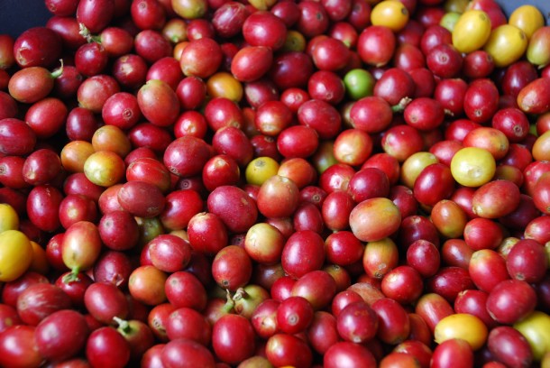 Café maduro recién recogido