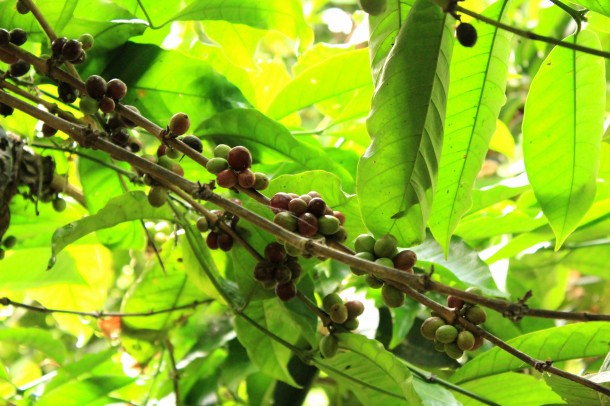 Bayas de café a la sombra