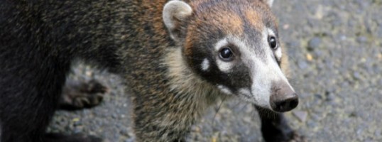 coatí destacada