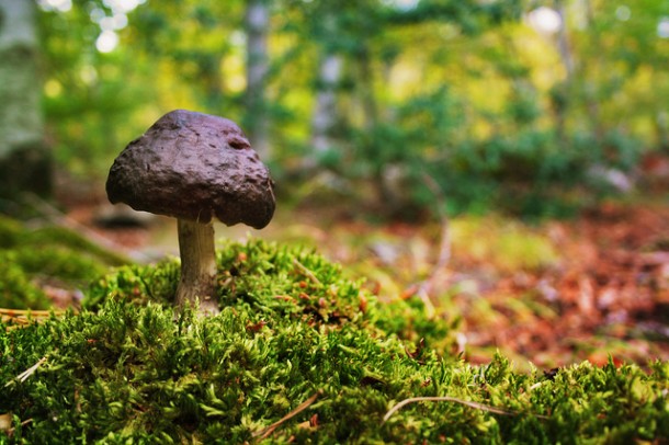las setas las reinas del otoño