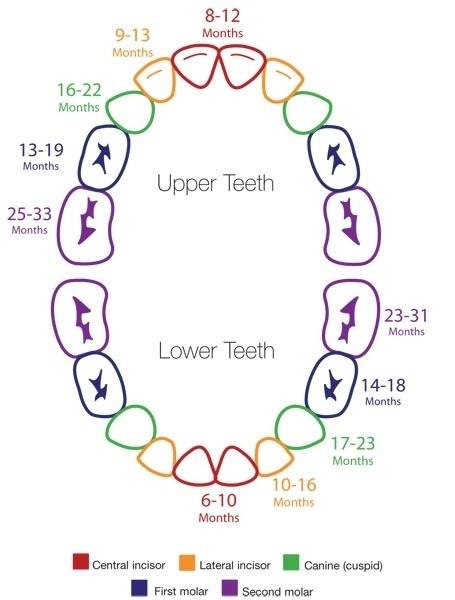 13-Helpful-Diagrams-for-Moms-To-Be