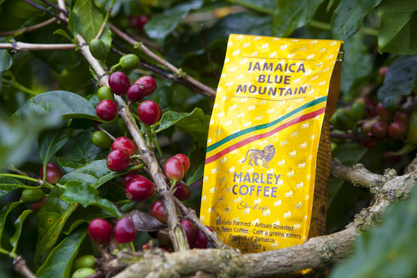 marley-coffee-bag-plant