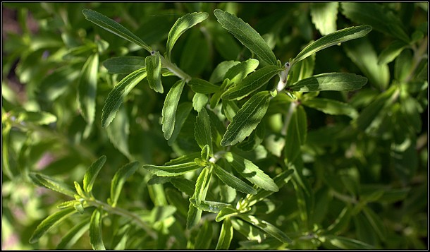 edulcorantes para el cafe stevia