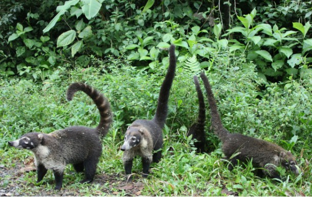 coaties-610x386