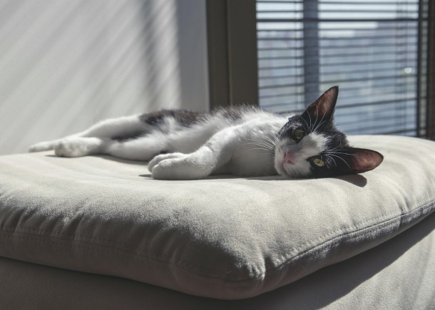 cat-736455_1280