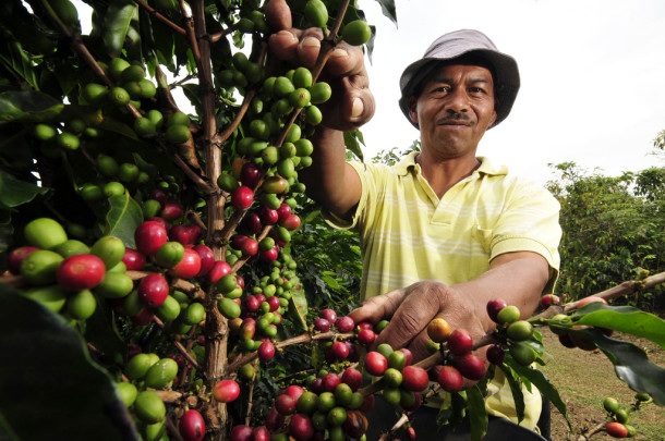 llega el turismo del café