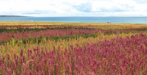 climate_change_-_boosting_quinoa.bmp_