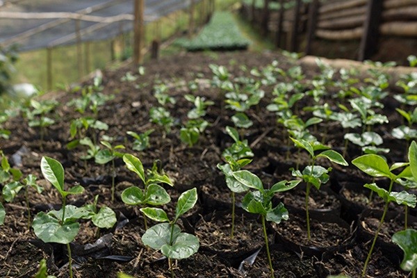 coffee_seedlings