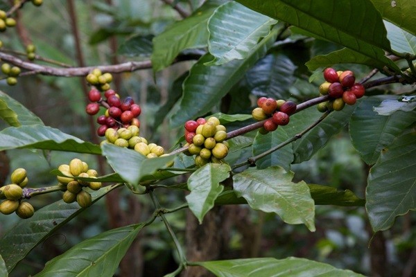 cafe canarias