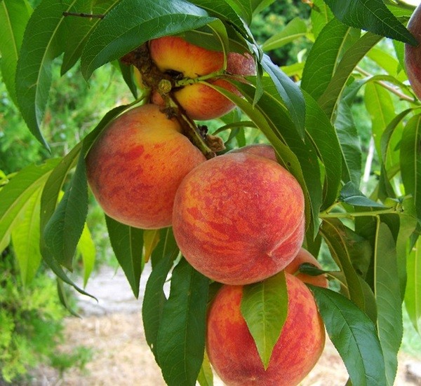 fruta verano (3)