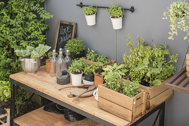 Plantas en la terraza