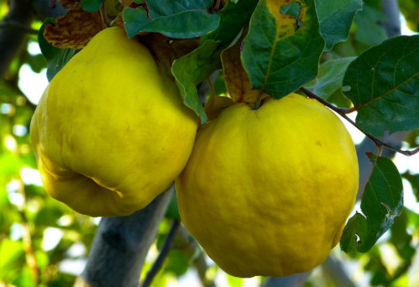 membrillos