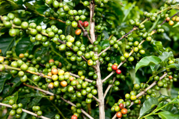 planta del café
