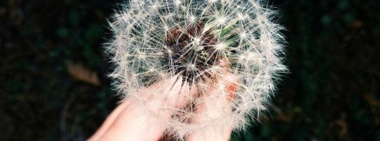 alergias prevenir