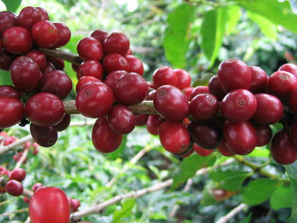 Fruto del árbol del cafeto arábica