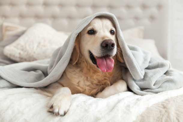pelos animales casa