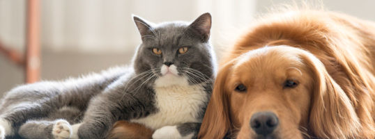pelos animales casa