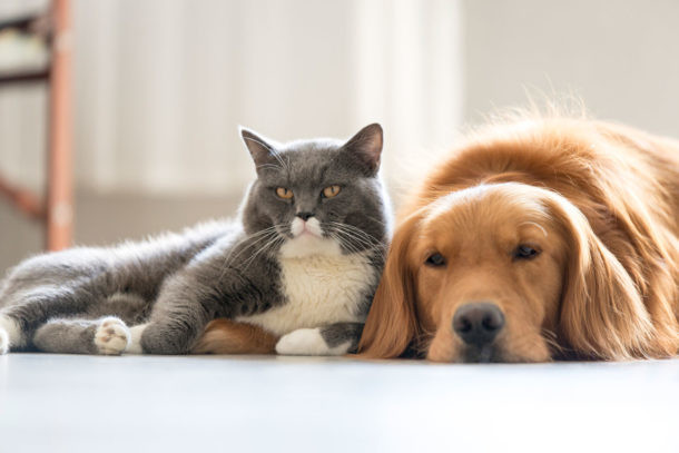 pelos animales casa