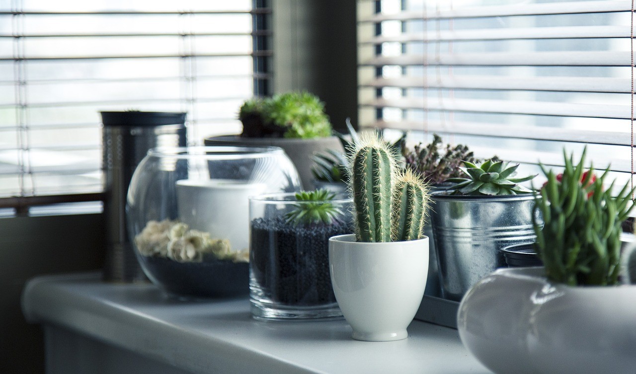Qu Es Minijunglas Movimiento De Instagram Que Llena Casas De Plantas ~ Plantas Que Limpian El Ambiente Qu Es Minijunglas Movimiento De Instagram Que Llena Casas De Plantas ~ Plantas Que Limpian El Ambiente