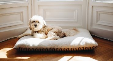 comunidad de vecinos perro mascotas prohibidas